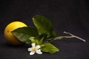 Stella Alesi  Orange and Blossom