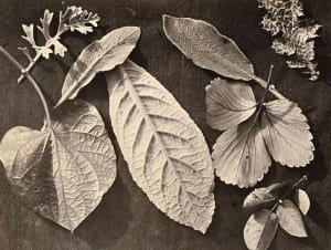 Charles Aubry Geranium and Hydrangea Leaves
